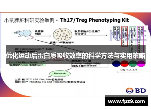 优化运动后蛋白质吸收效率的科学方法与实用策略